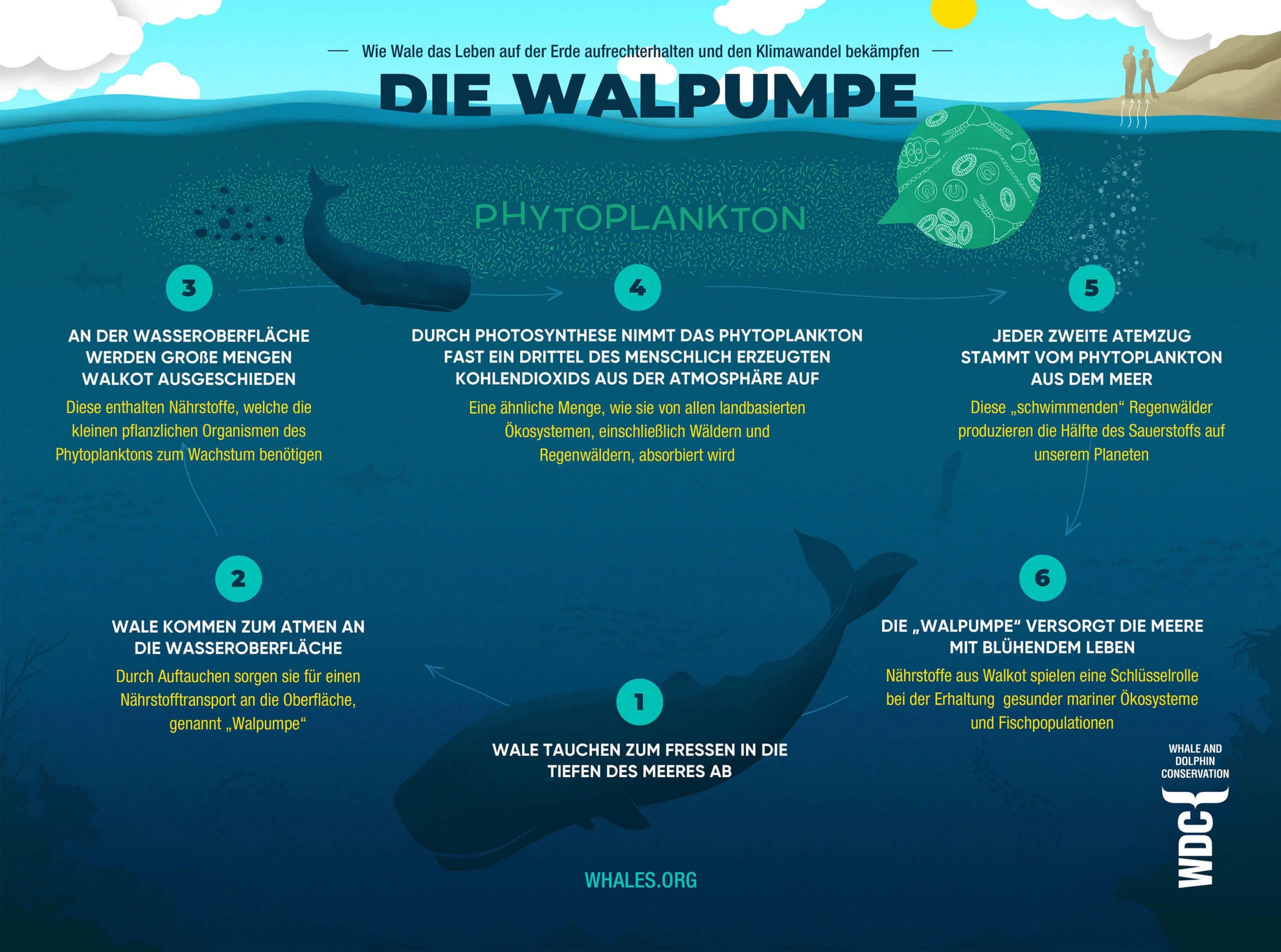 Der Kot von Walen dient als Dünger für das Phytoplankton. Das sind kleinste Pflanzen in der oberen Meeresschicht, die der Atmosphäre Kohlenstoff entziehen und Sauerstoff produzieren.