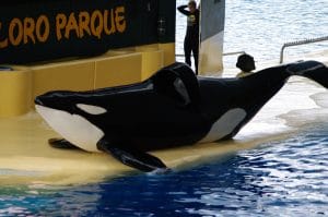 Orca-Keto-LoroParque_c_UCLudewig