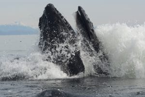 (C) Alaska Whale Foundation. Photo taken under NMFS permit 19703