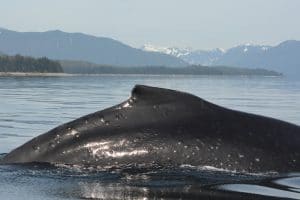 (C) Alaska Whale Foundation. Photo taken under NMFS permit 19703