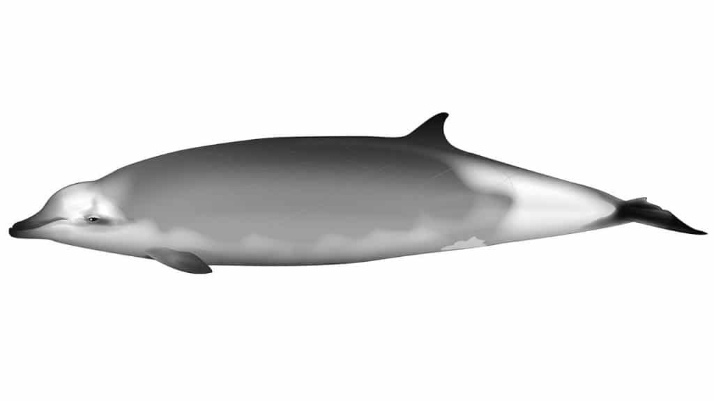Illustration eines Schnabelwals (C) Vivian Ward