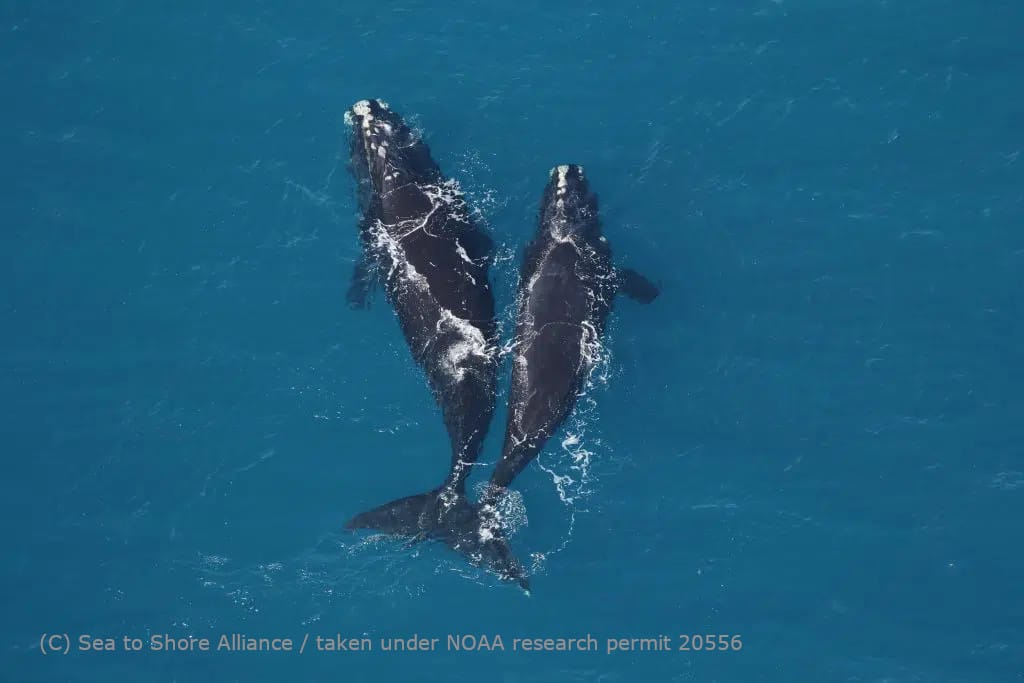 North-Atlantic-right-whales_Sea-to-Shore-Alliance-taken-under-NOAA-research-permit-20556-1024x683