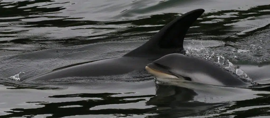 Zwei Atlantische Weißseitendelfine, eine Mutter und ihr Neugeborenes, die ich vor Schottland beobachtet habe. (C) Nicola Hodgins