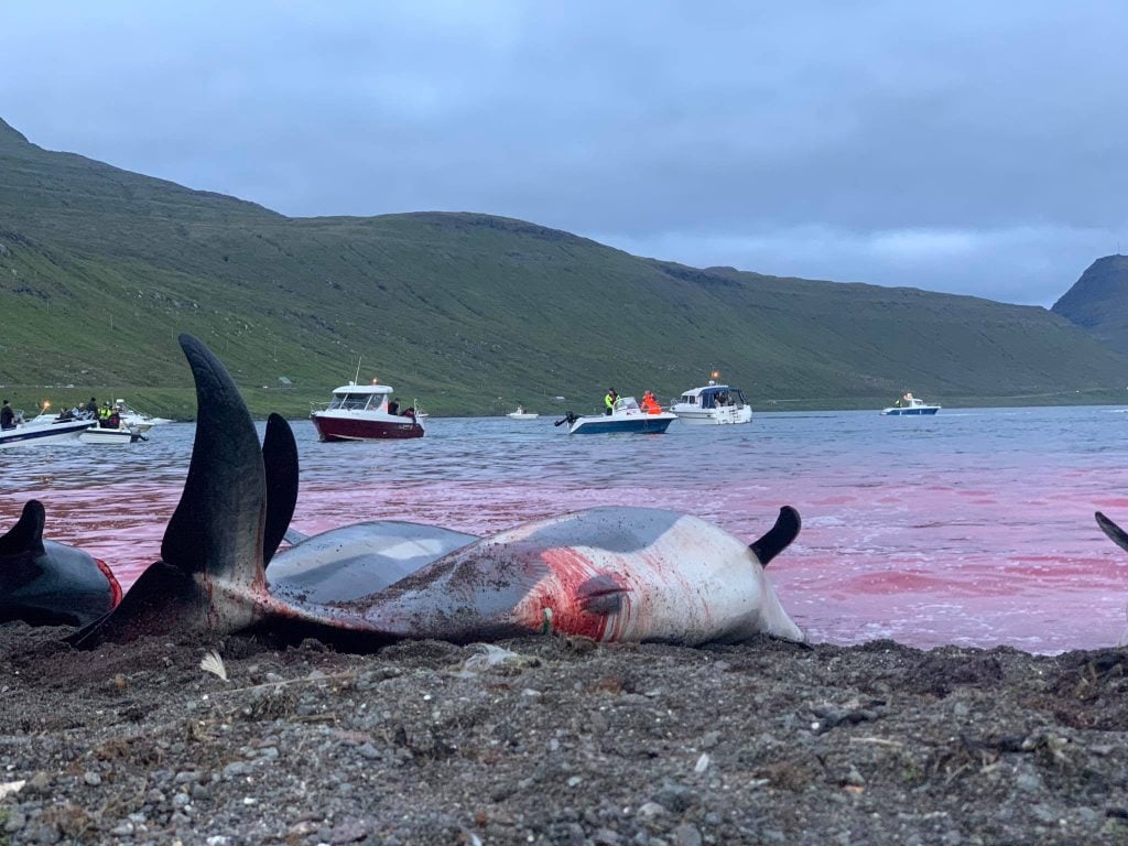 Delfinschlachtung auf den Färöer Inseln (C) WDC