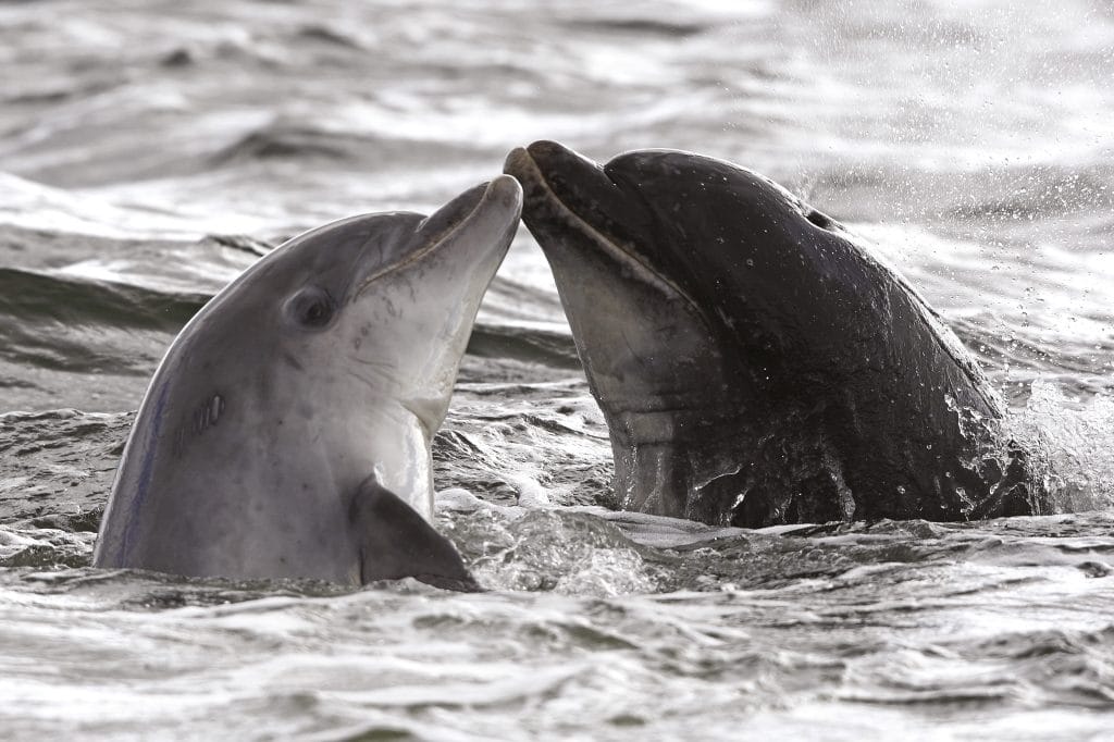 Genau wie bei Menschen, stärken Zärtlichkeiten auch die Bindungen unter Delfinen. (C) Charlie Phillips