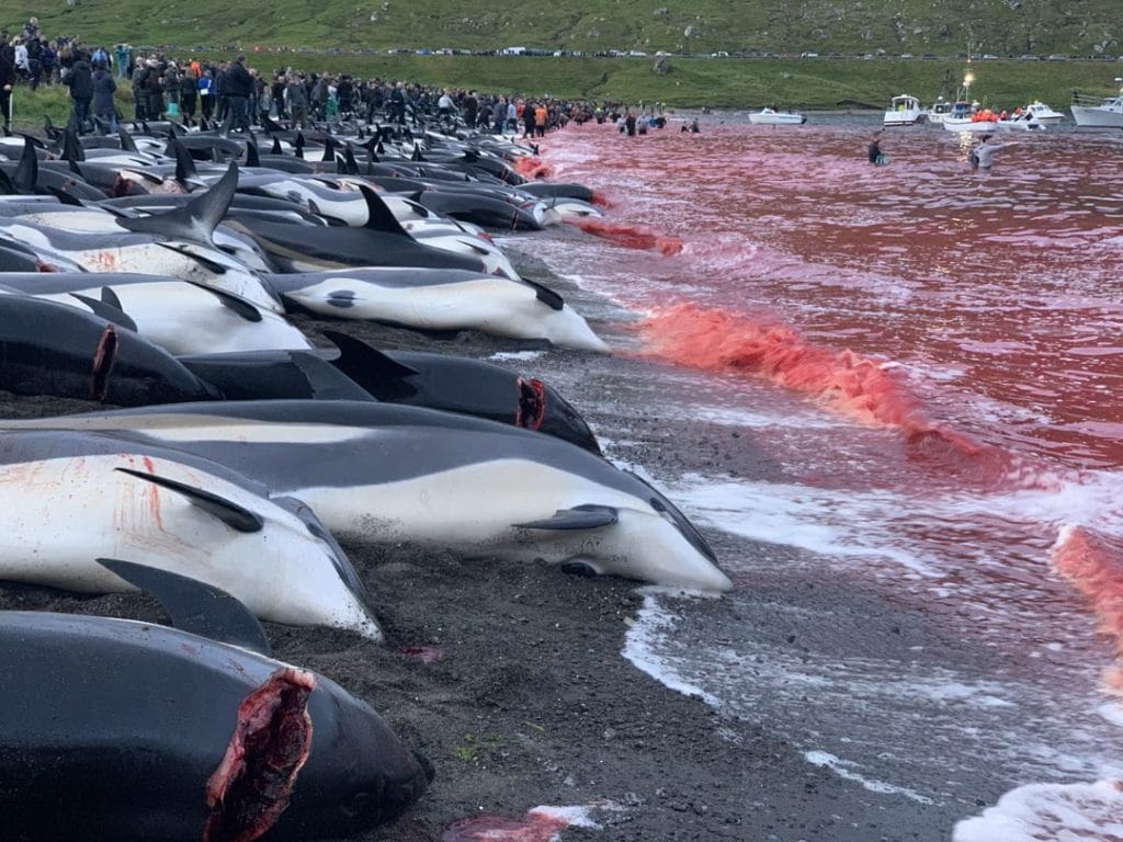 Geschlachtete Atlantische Weißseitendelfine auf den Färöer Inseln, im September 2021. (C) WDC