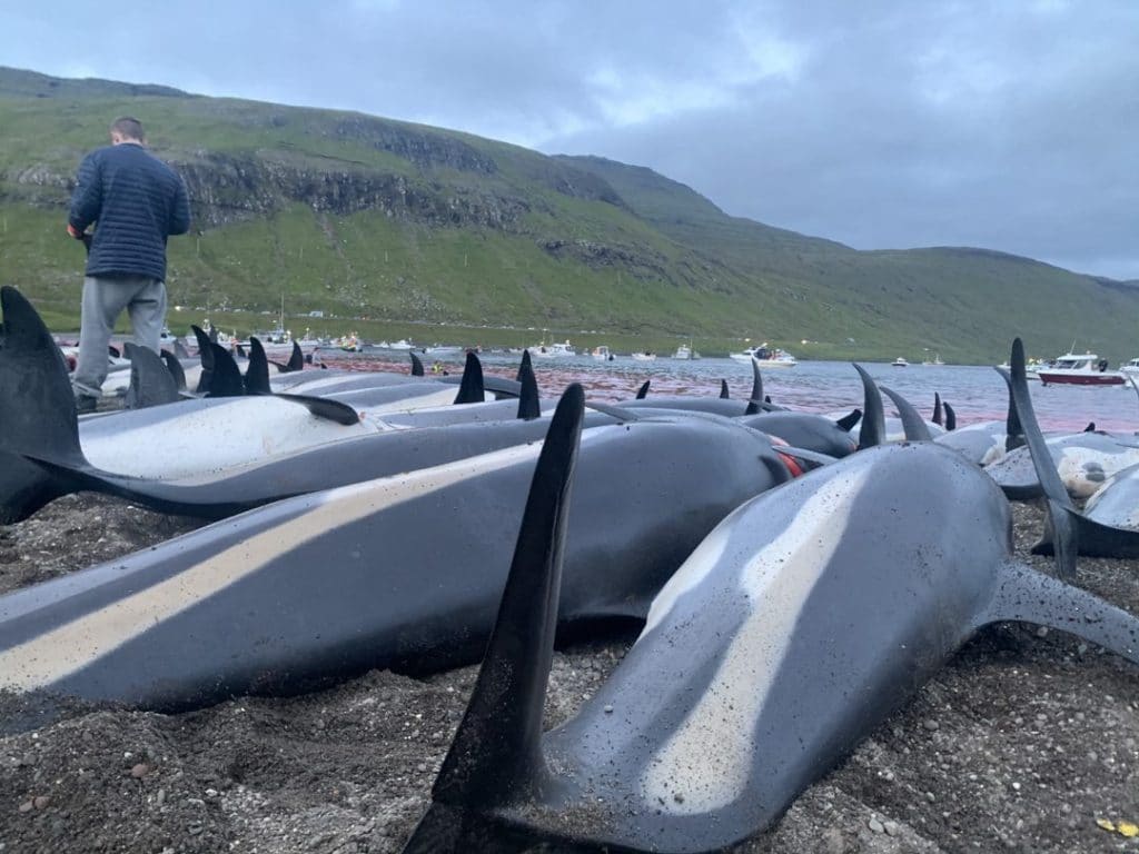 Geschlachtete Atlantische Weißseitendelfine vor den Färöer Inseln im September 2020. (C) WDC