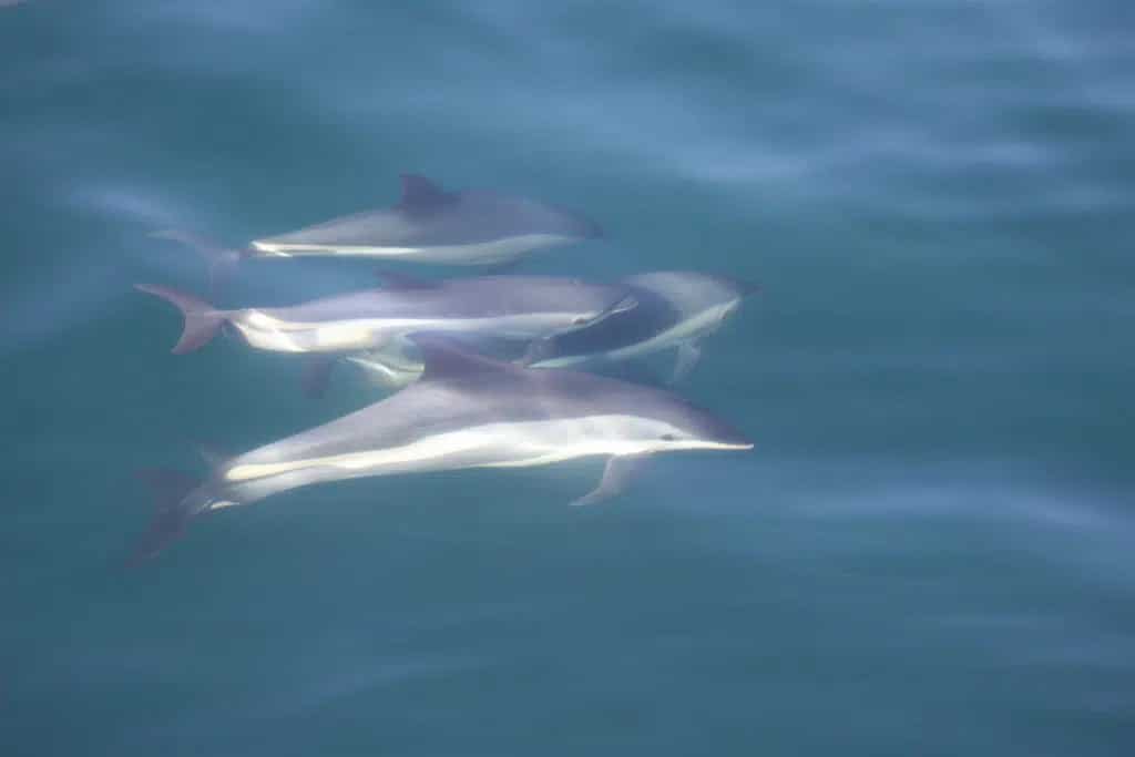 Mindestens 1.423 Atlantische Weißseitendelfine wurden zum Opfer der größten Delfinjagd auf den Färöer Inseln. (C) WDC NA