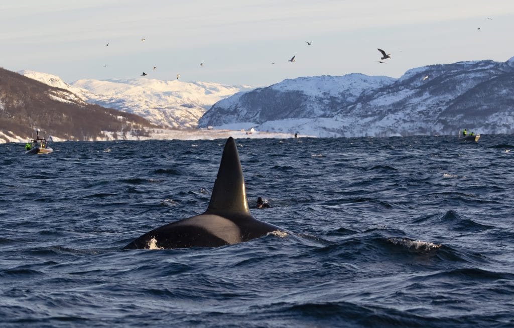 Die Whale Watching Industrie vor Norwegen ist chaotisch. (C) Rob Lott