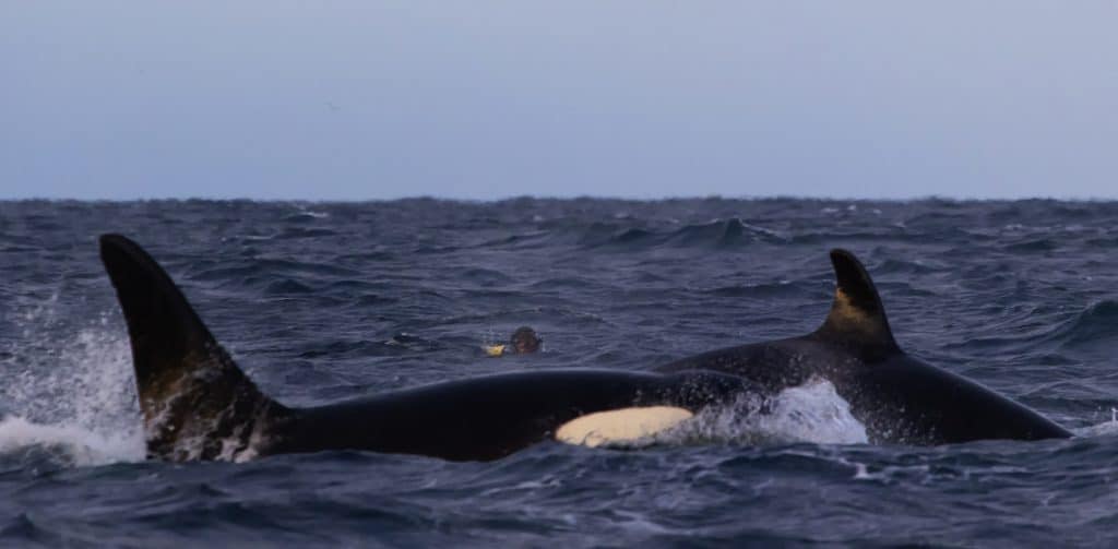 Ein Schnorchler kommt den Orcas gefährlich nahe. (C) Rob Lott