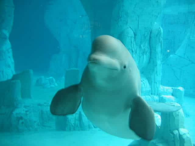 Beluga in Gefangenschaft. (C) Laura Stansfield