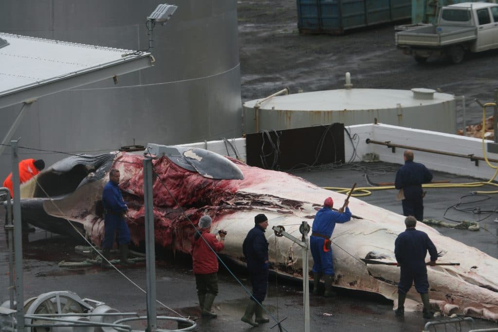 Ein geschlachteter Finnwal wird auf Island zerlegt (C) WDC