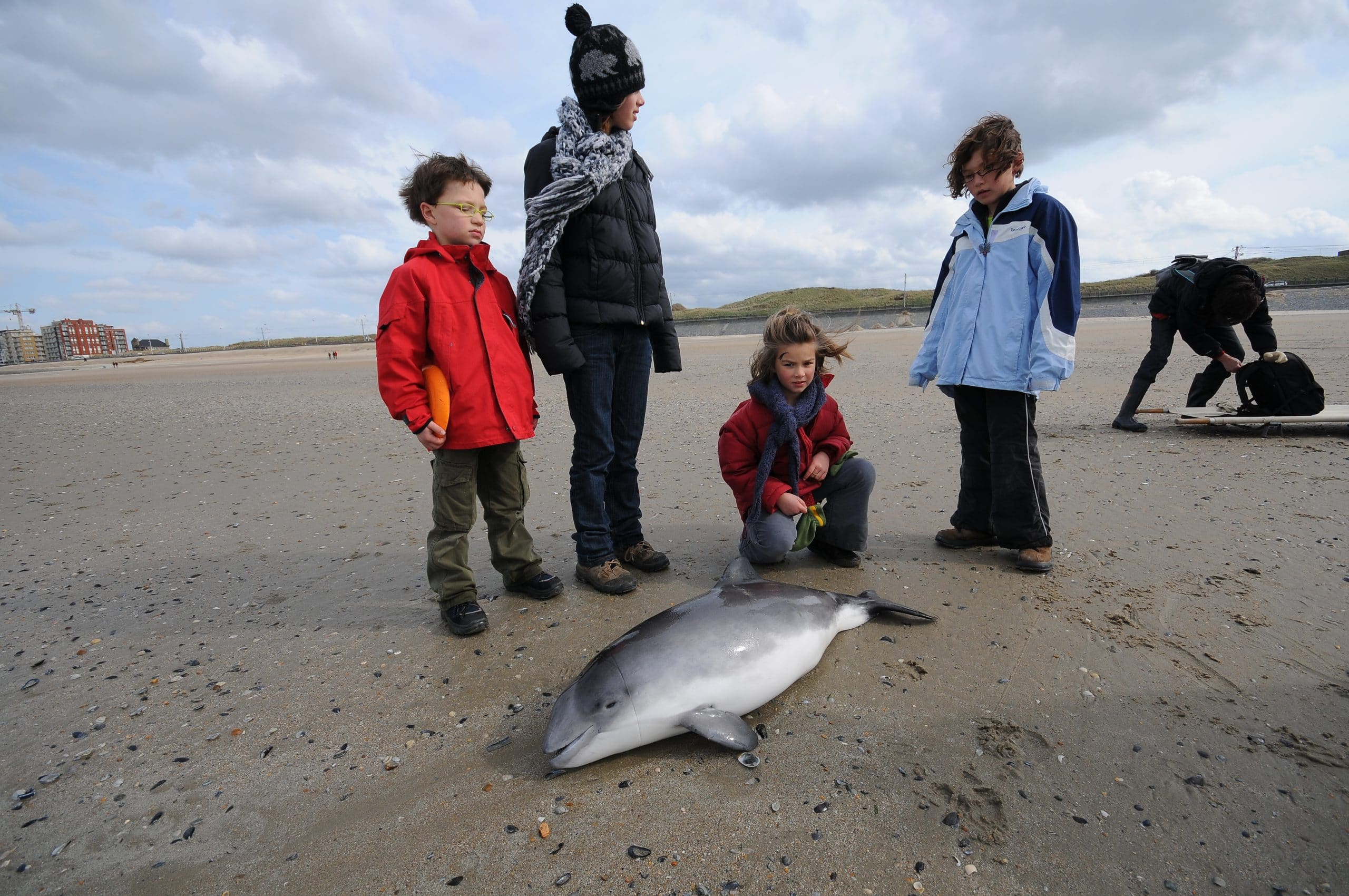 Kinder betrauern einen toten Schweinswal am Strand. Am Kopf sind Netzmarken zu sehen, die darauf hinweisen, dass der Wal in einem Fischernetz starb. (C) Jan Haelters
