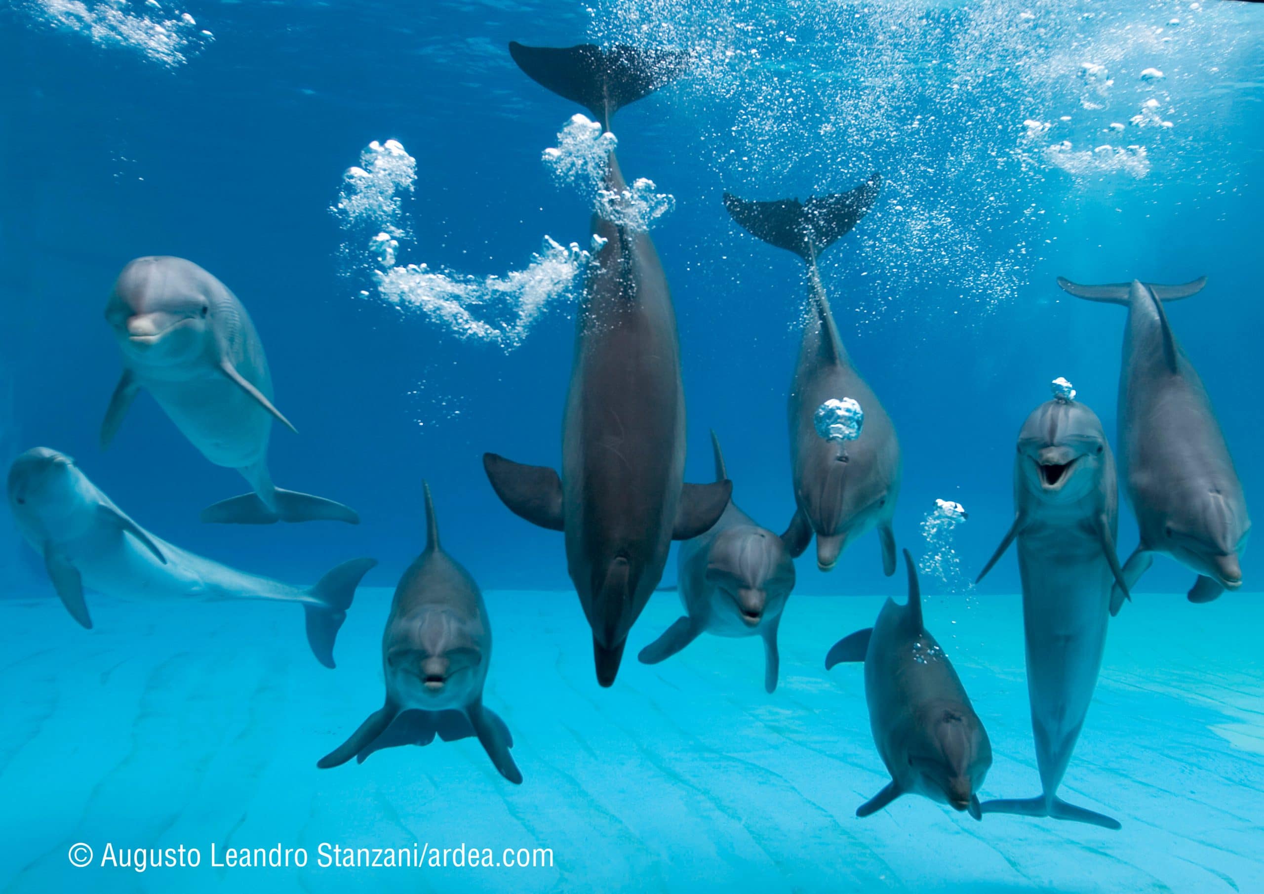 Das "Lächeln" täuscht: Die Lebensbedingungen für Delfine in Gefangenschaft sind nicht artgerecht, trostlos und grausam. Der freundliche Gesichtsausdruck der Delfine hat mit der Anatomie ihrer Kieferknochen zu tun, gibt jedoch keinen Einblick in die Gefühlswelt der Meeressäuger. 