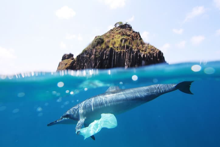 dolphin-plastic-getty-images-joao-vianna