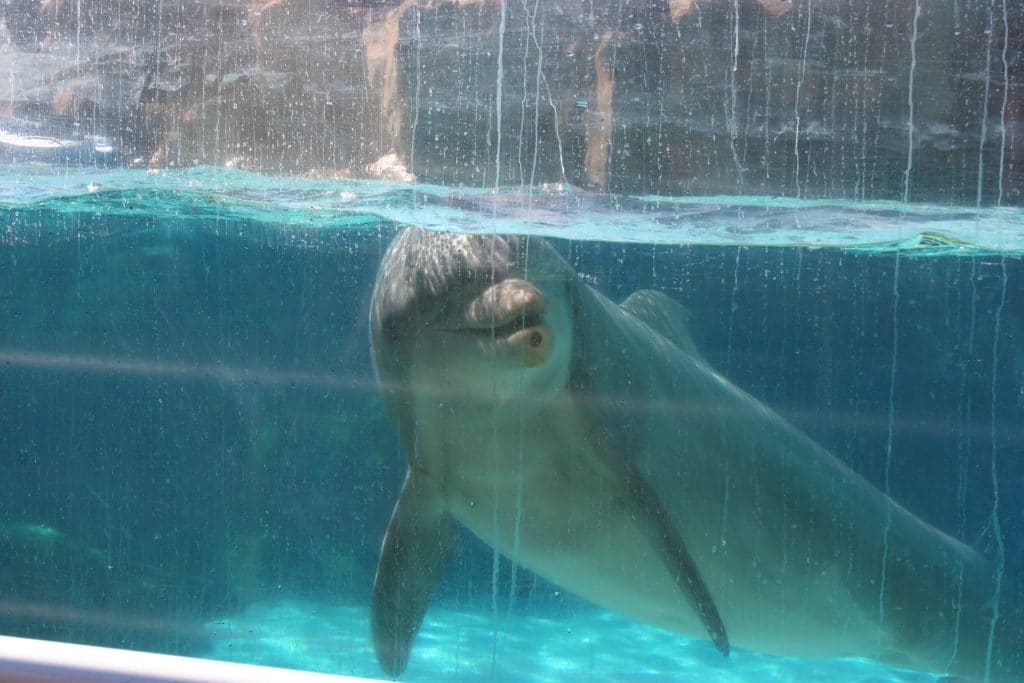 Delfin in Gefangenschaft (C) Rob Lott