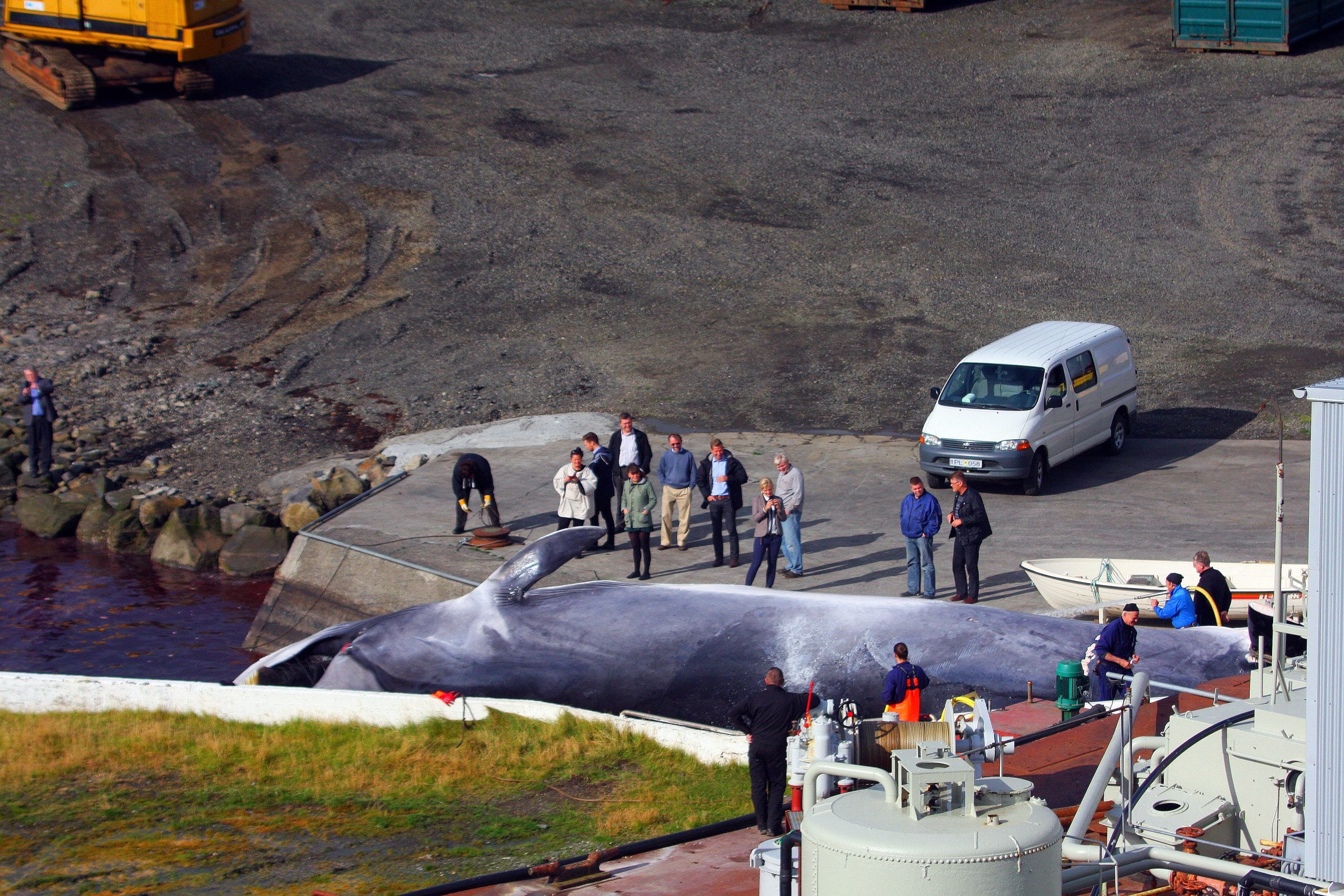 Ein getöteter Finnwal wird an der isländischen Küste zerlegt. (C) WDC