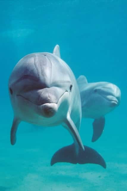 Delfine-Unterwasser