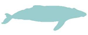 baleen-whale