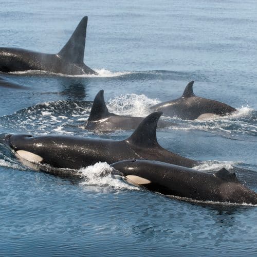 Orcas