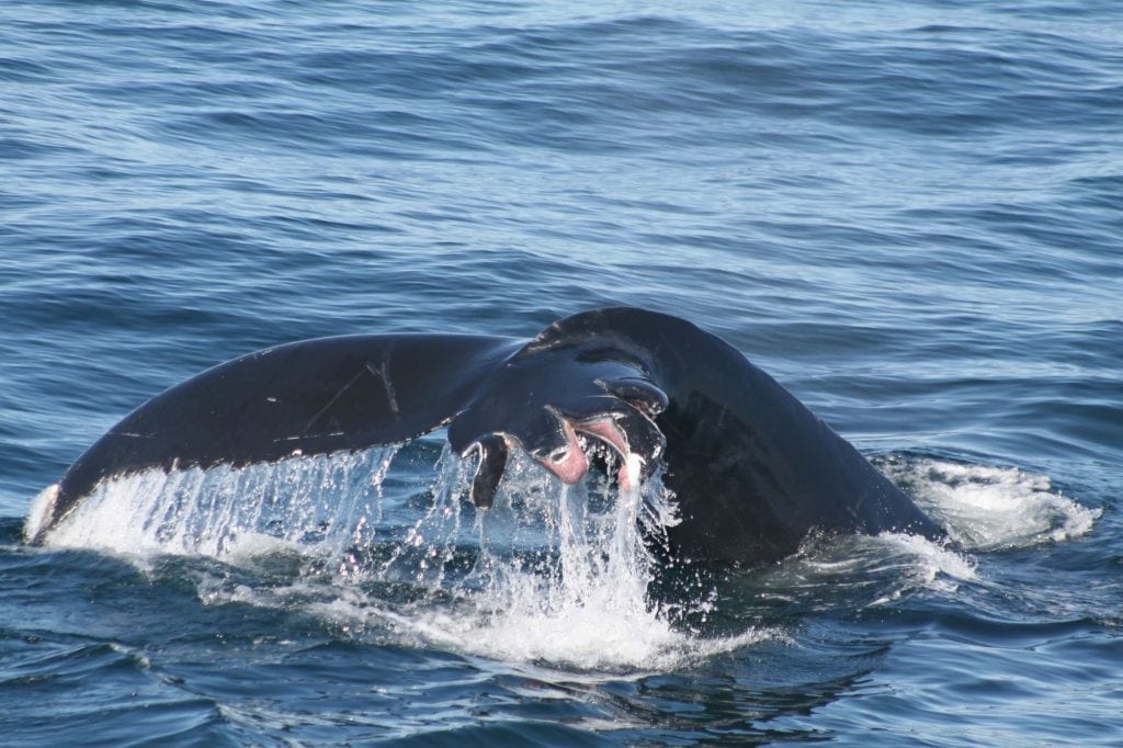 Durch Schiffskollision verletzter Wal