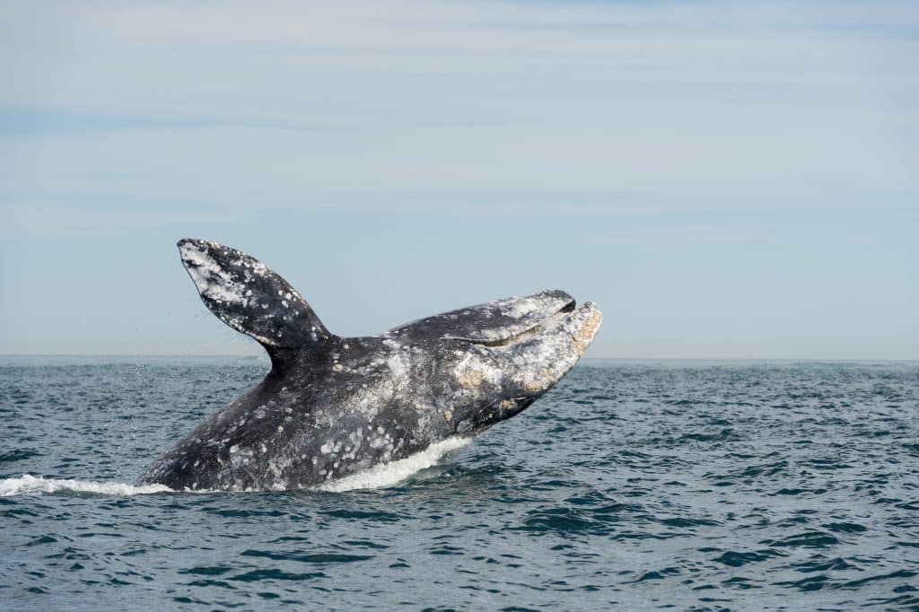 Gray whale (Eschrichtius robustus) Baja California. Mexico.