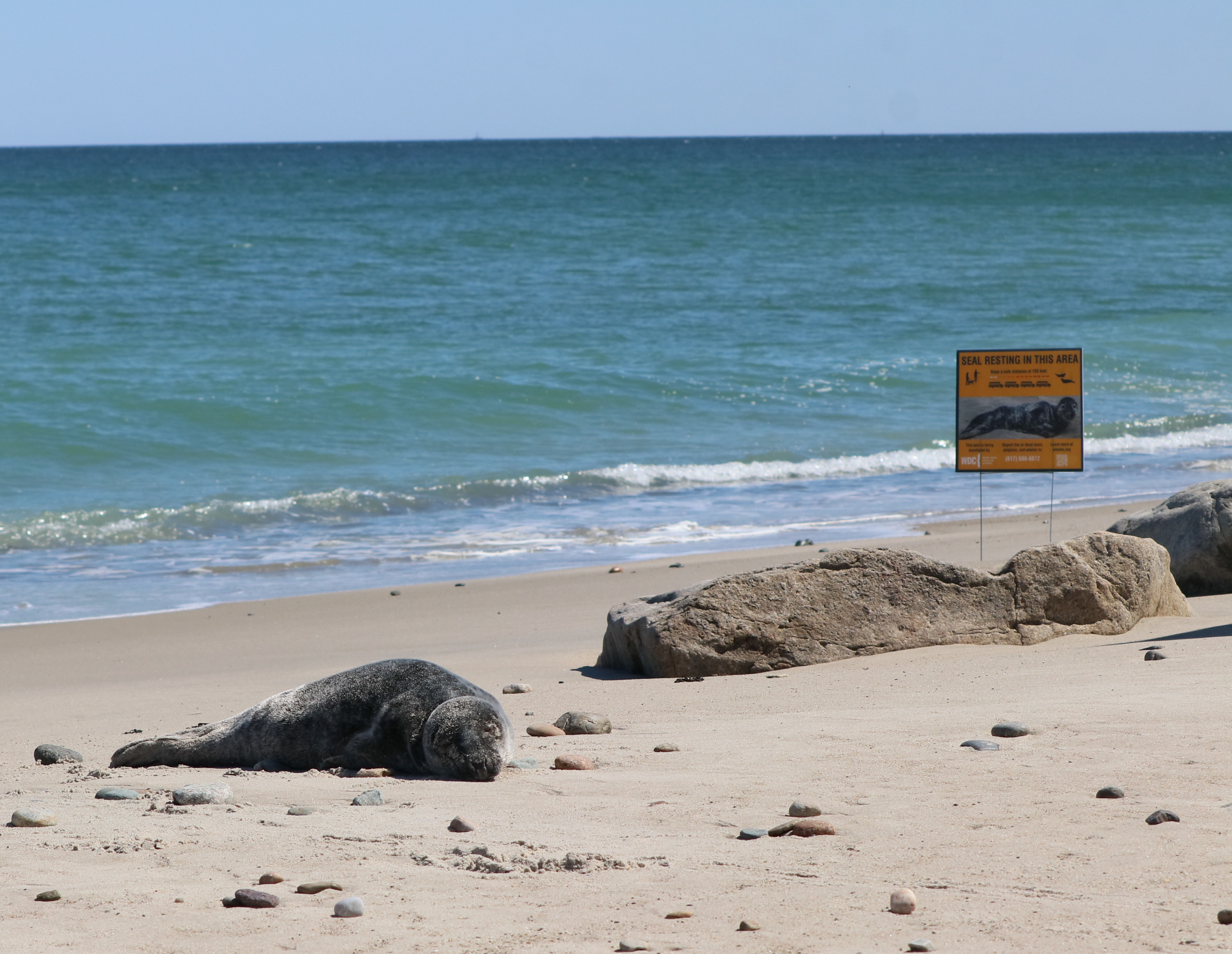 Die hilfsbedürftige Kegelrobbe am Old Rexhame Beach in Marshfield. © WDC North America