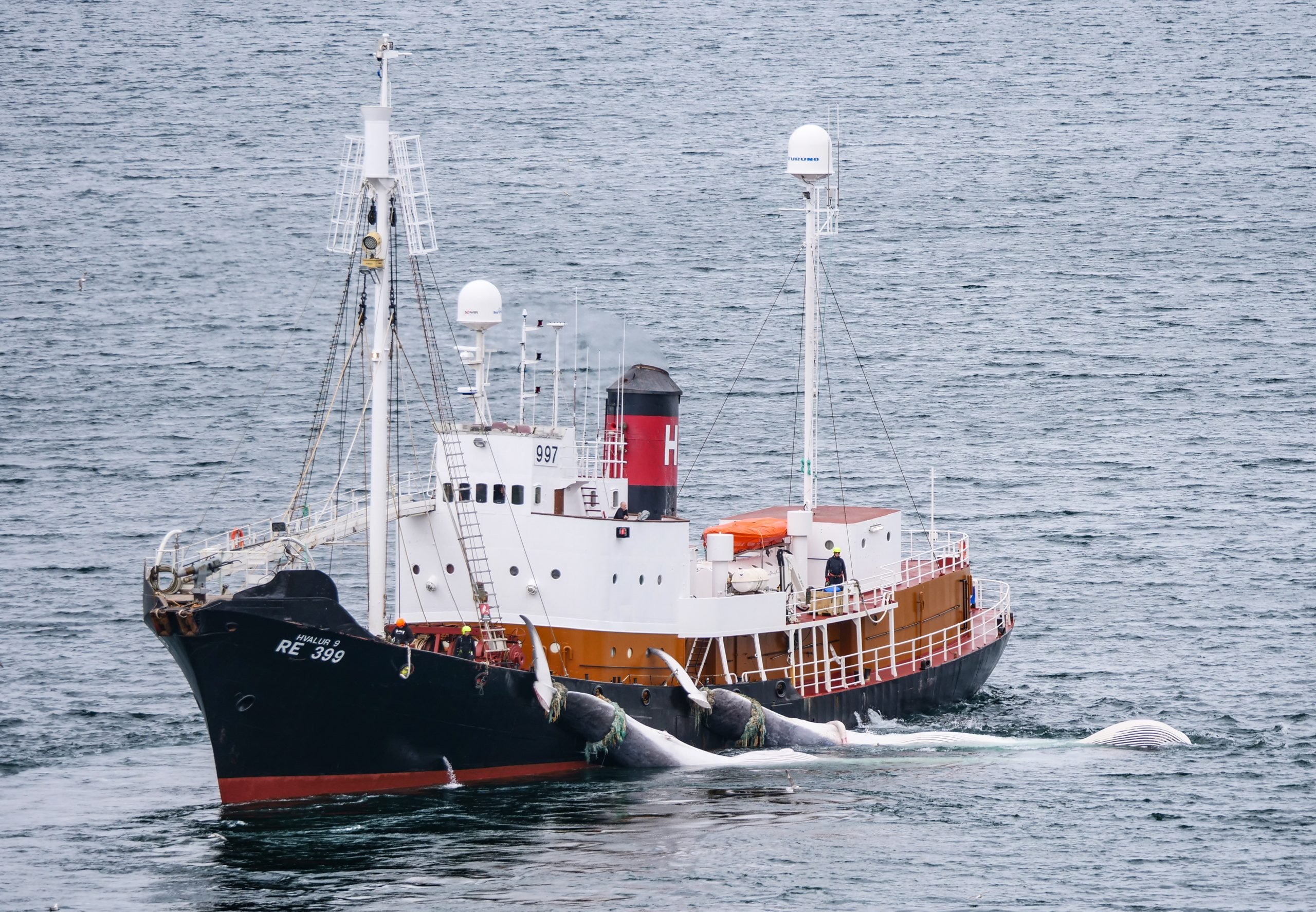 Whaling ship Hvalur 9 returning to the port with two dead fin whales