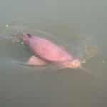 Indus river dolphin