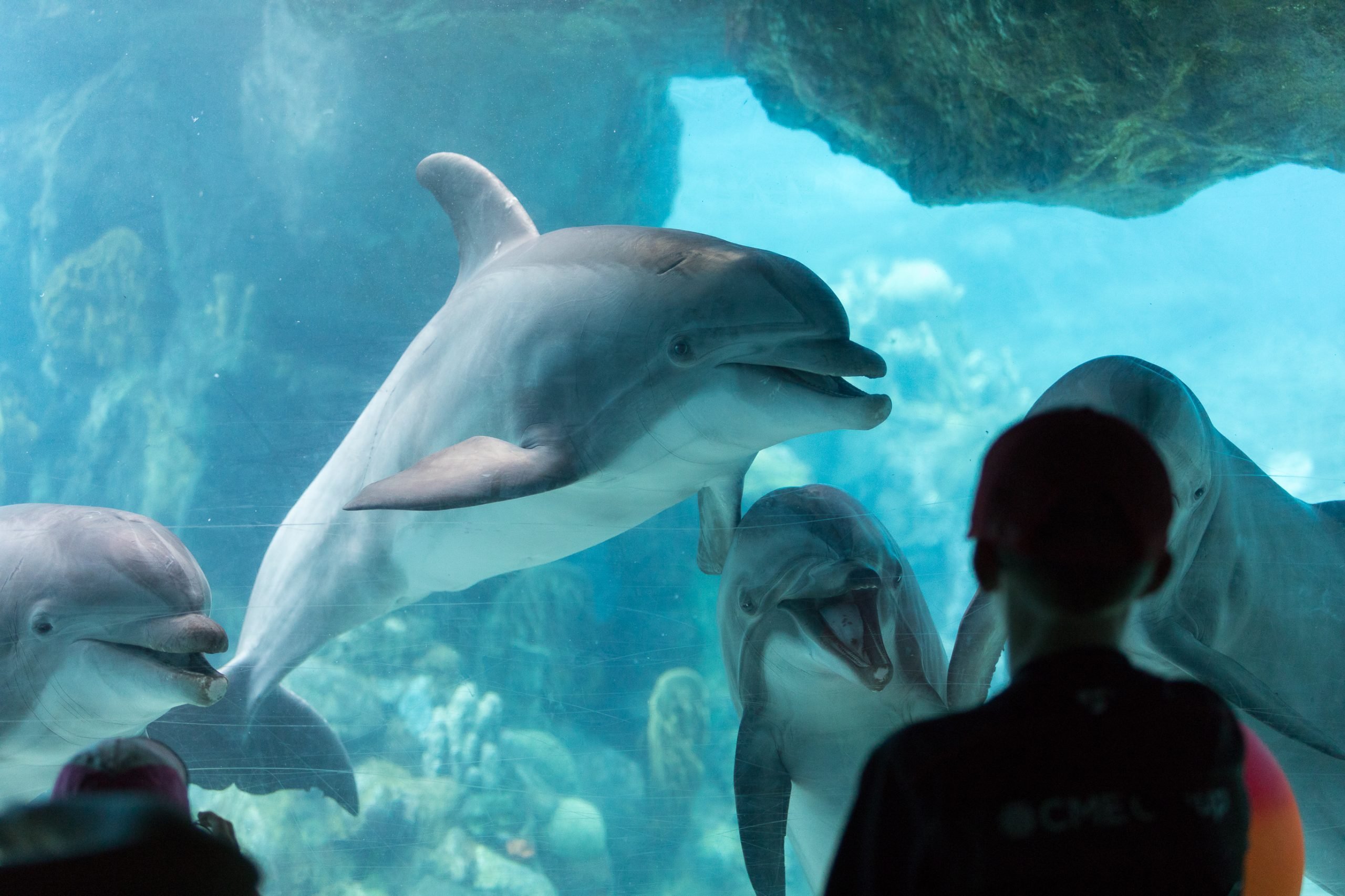 Dolphin,Aquarium