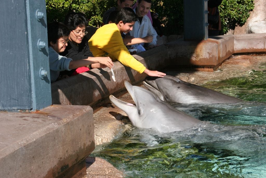 Delfinarium-Besucher:innen streicheln Delfine in Gefangenschaft. © Rob Lott / WDC