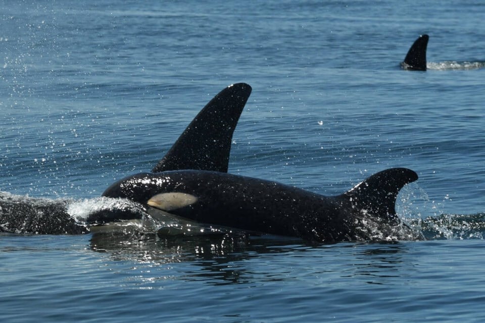 Das Orca-Baby L127 schwimmt an der Seite seiner Mutter Calypso (L94). © Center for Whale Research
