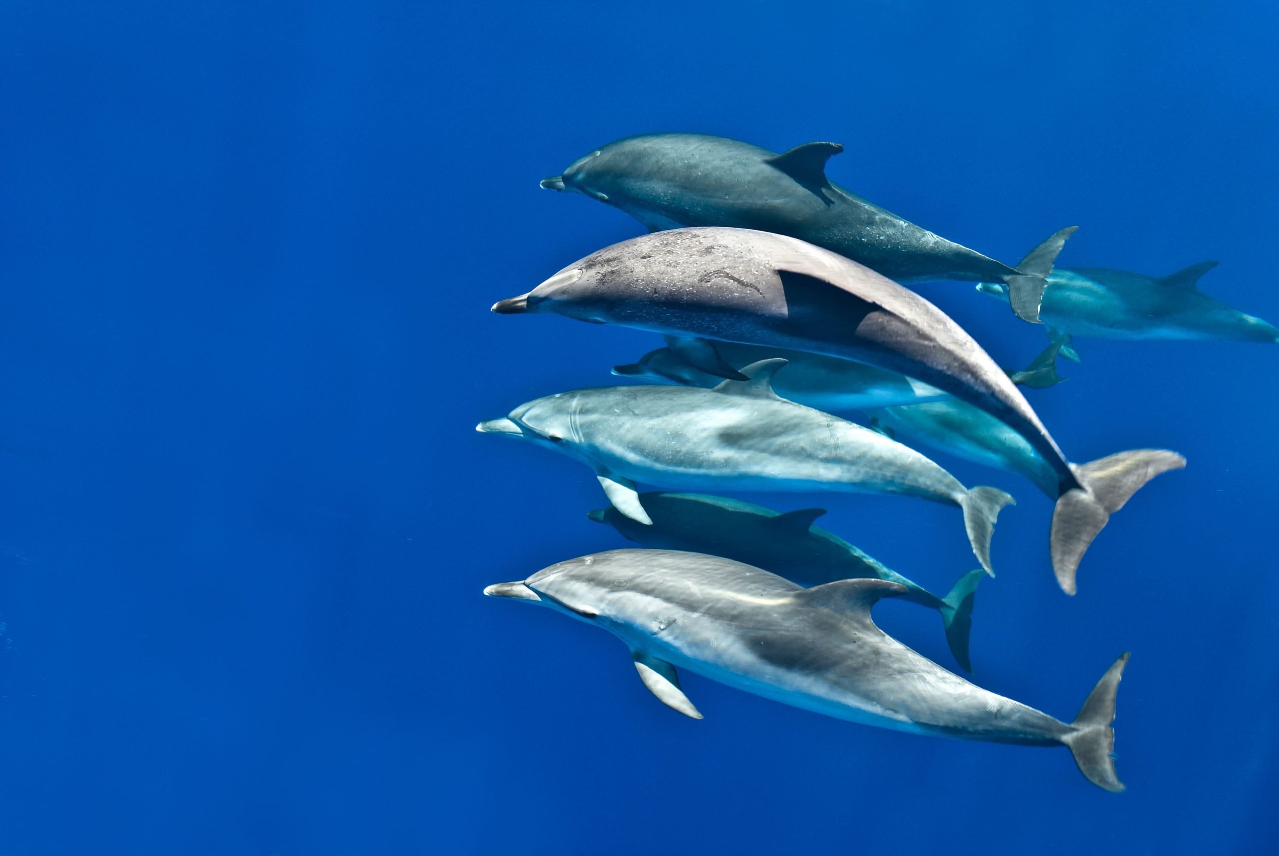 Spotted dolphins