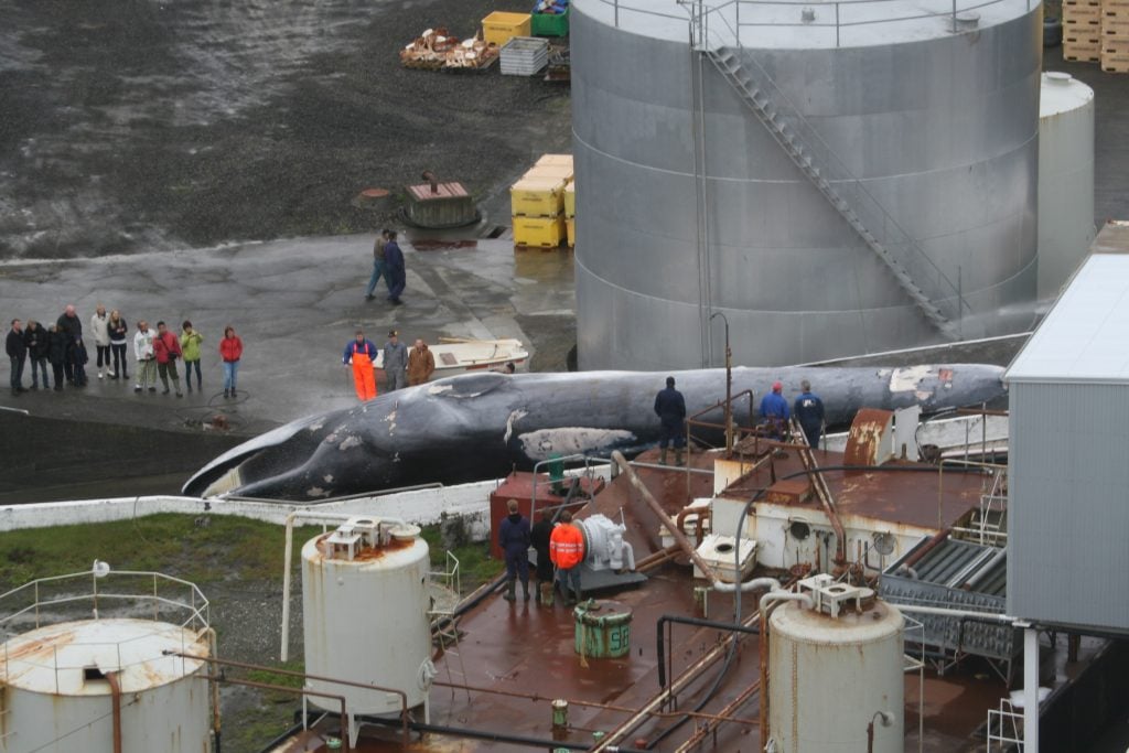 Toter Wal im Hafen in Island