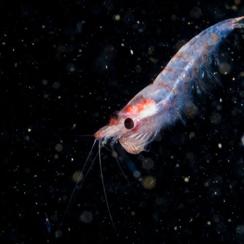 Krill