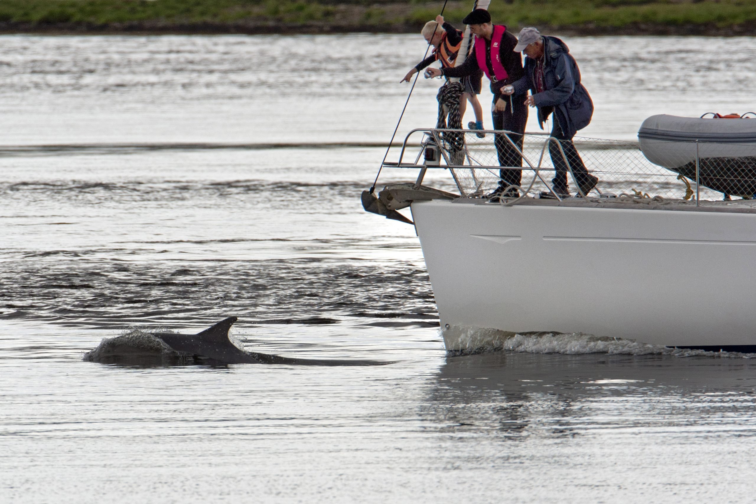 Symbolbild: Delfin schwimmt neben einem Boot. © Charlie Phillips