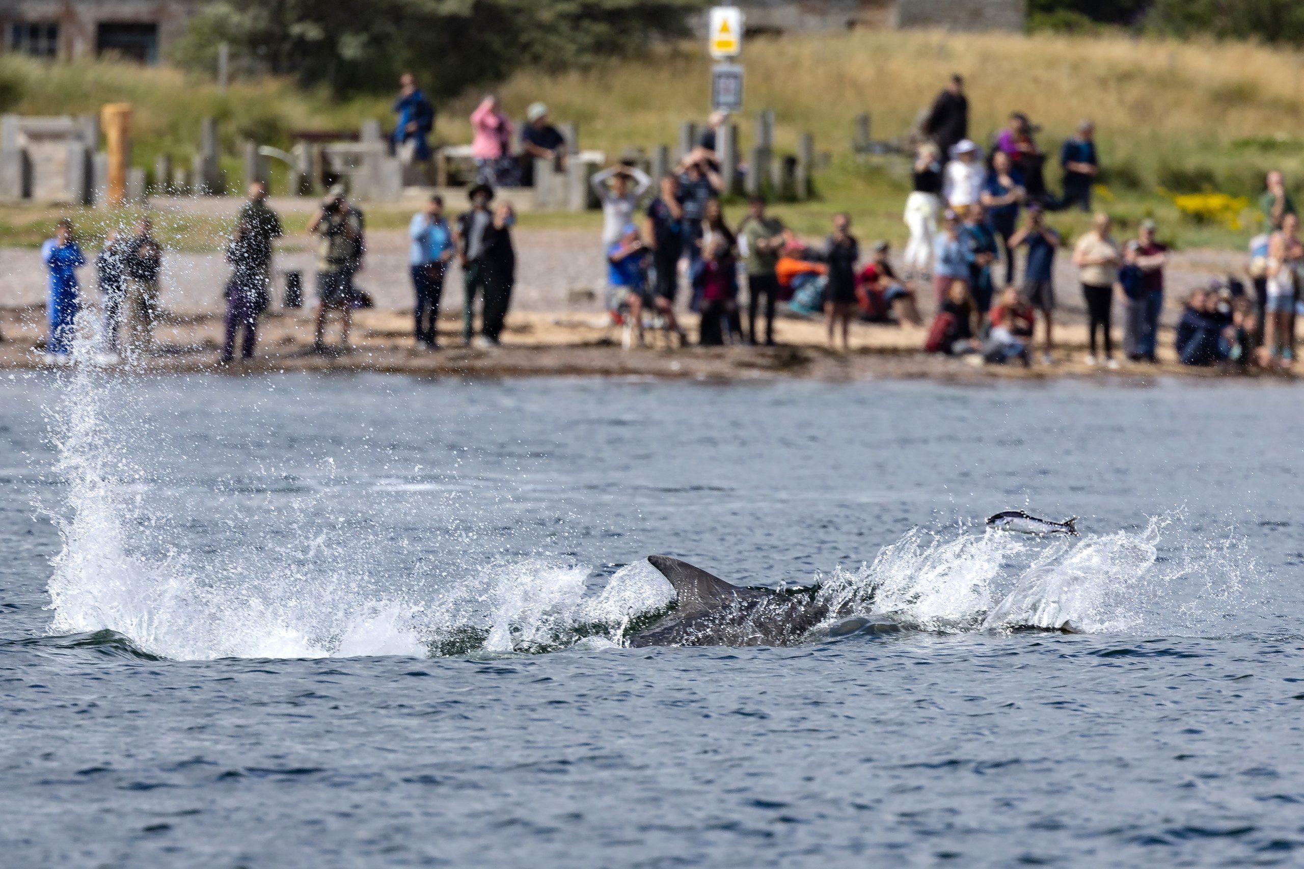 Delfine Chanonry Point, Schottland