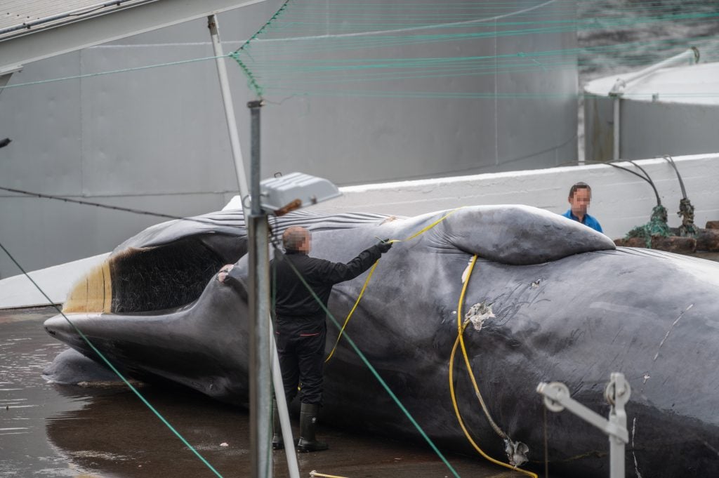 Walfang auf Island