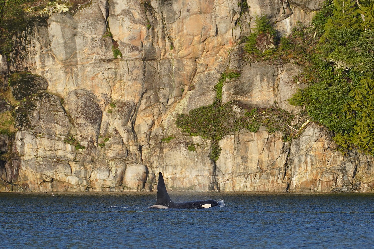 Orca Fife (A60) © Jared Towers