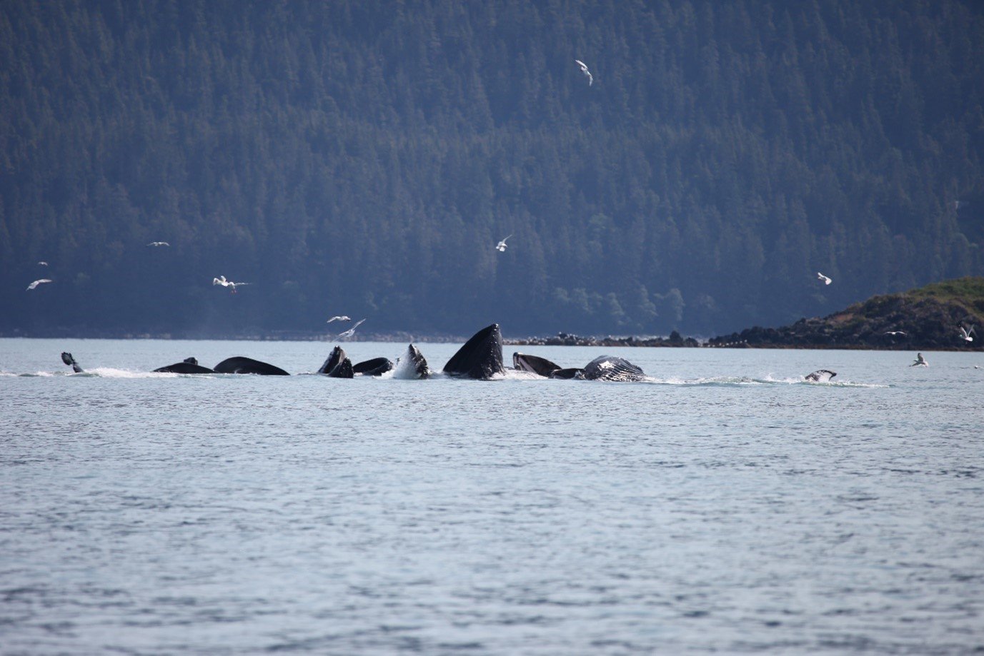 Die Buckelwale waren majestätischer, als ich es mir jemals hätte vorstellen können. © NMFS ESA / MMPA Permit No. 20648