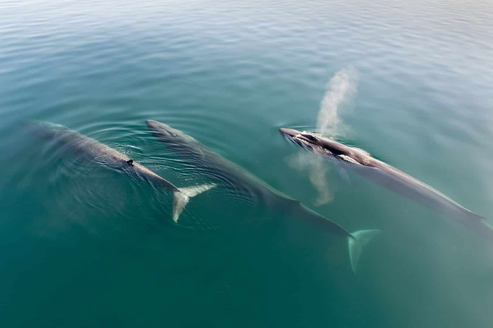 Drei Finnwale nebeneinander