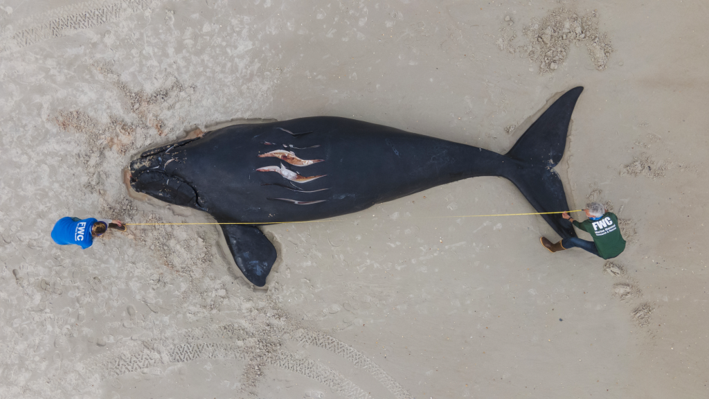 Totes Nordkaper-Baby mit Verletzungen, die auf eine Schiffskollision hinweisen