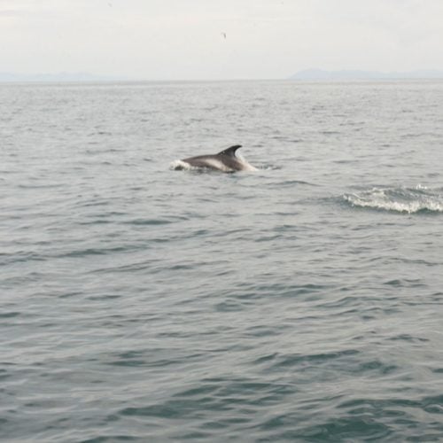 Weißschnauzendelfine