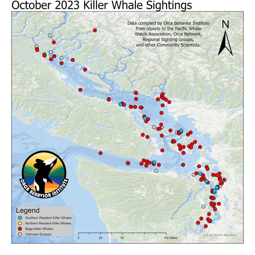 Sichtungen von Bigg's Orcas im Oktober 2023
