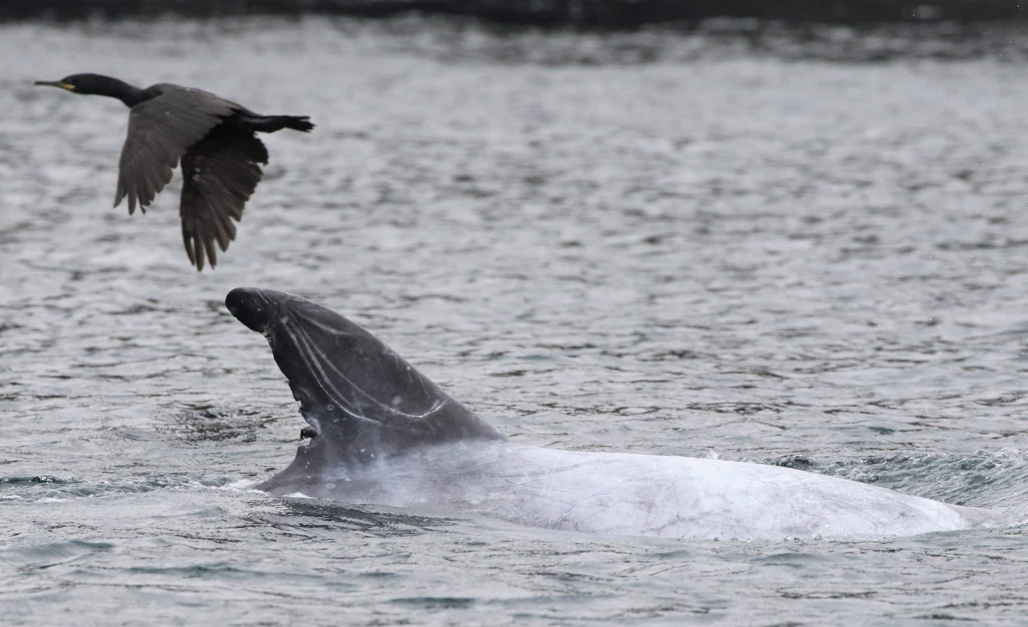 Kormoran fliegt über Rundkopfdelfin
