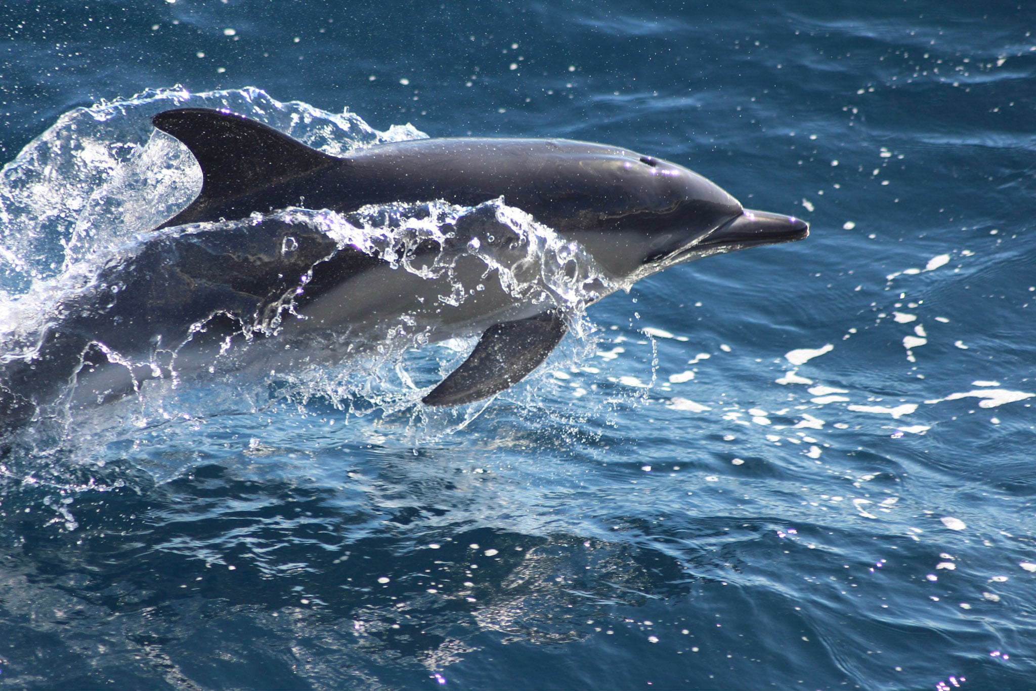 Delfin springt aus dem Wasser
