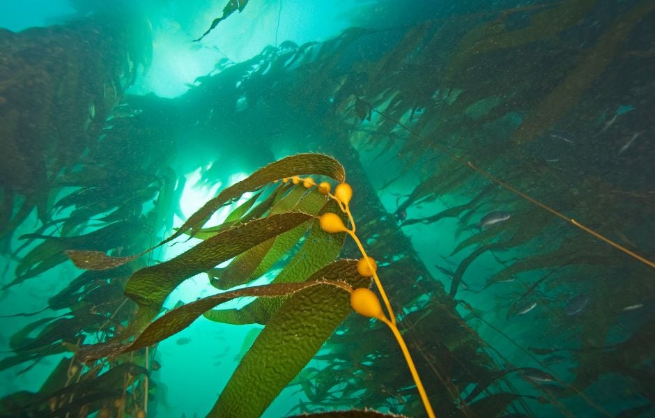 Kelpwald unter Wasser