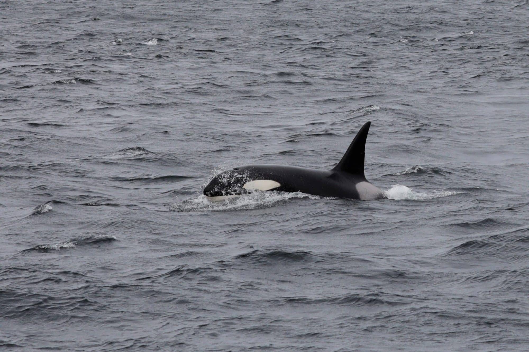 Orca im Norden Schottlands