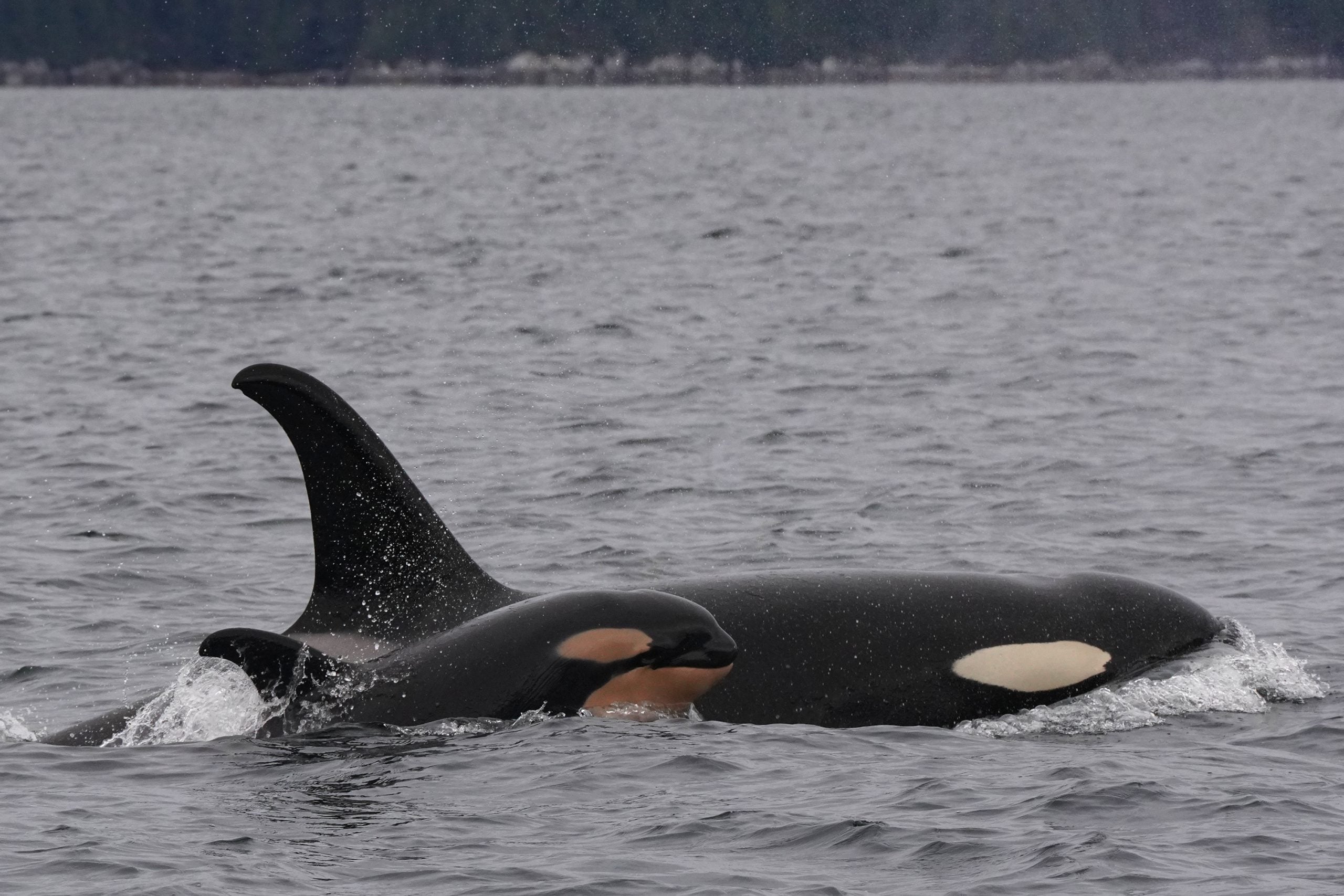 Orca