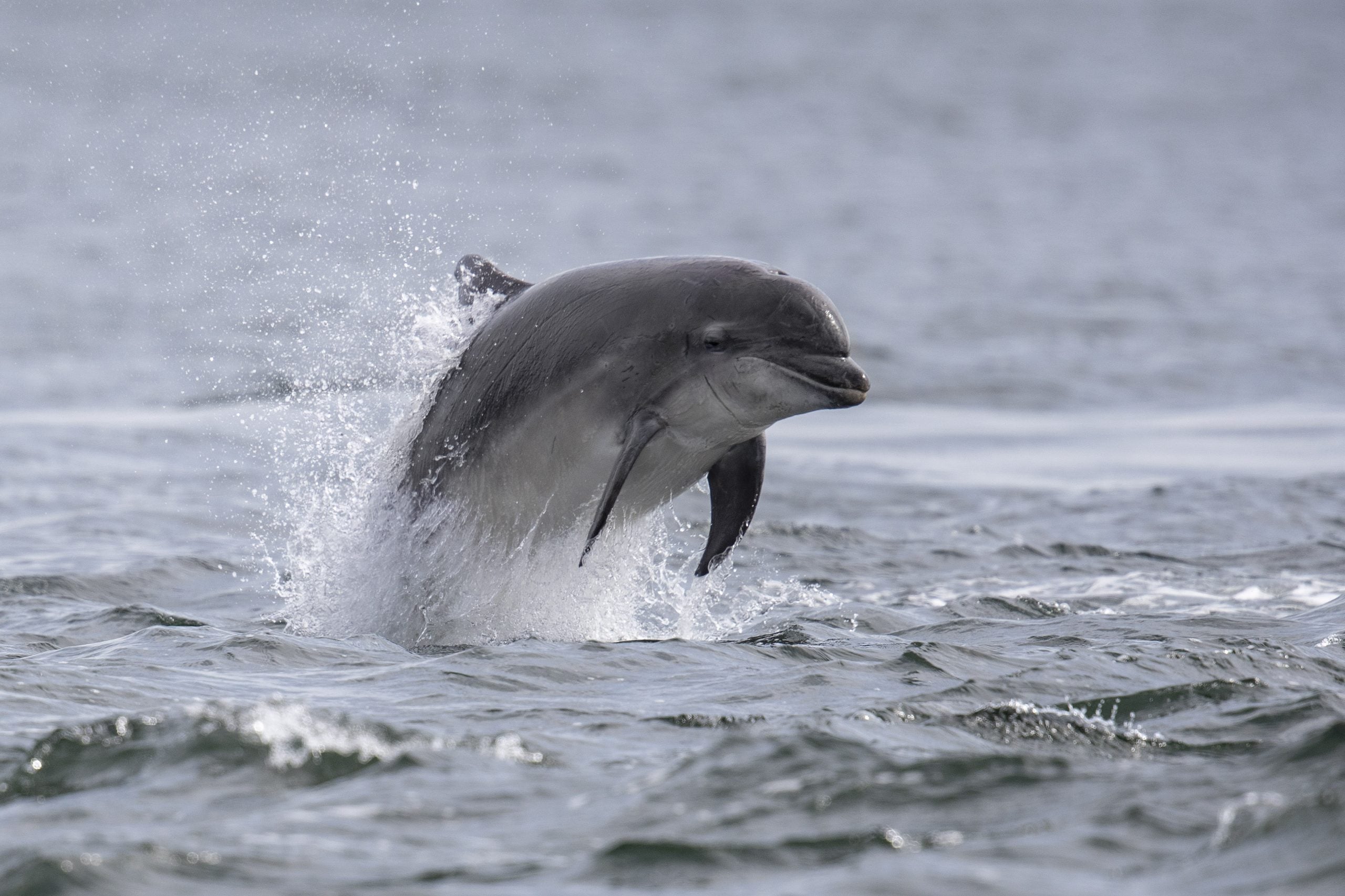 Delfin